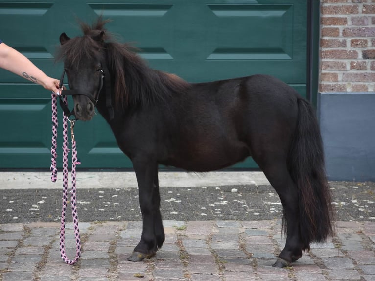Shetland Ponys Hengst 2 Jaar Zwart in Achtmaal