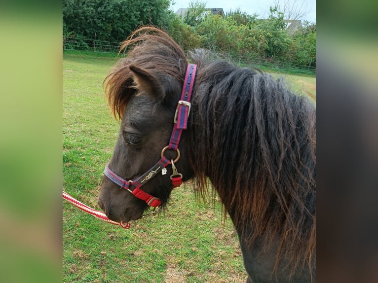 Shetland Ponys Hengst 2 Jaar Zwart in Kiel