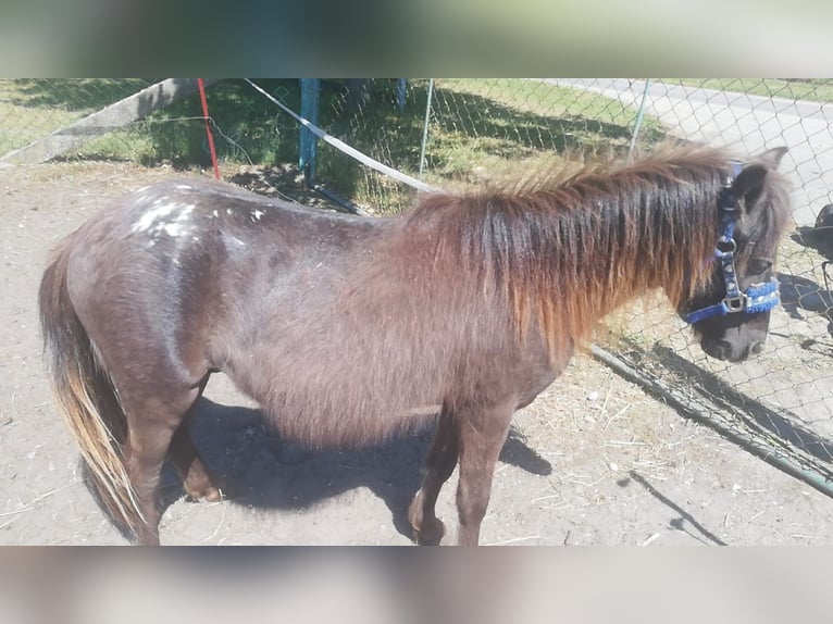 Shetland Ponys Hengst 2 Jahre 100 cm Brauner in Arendsee
