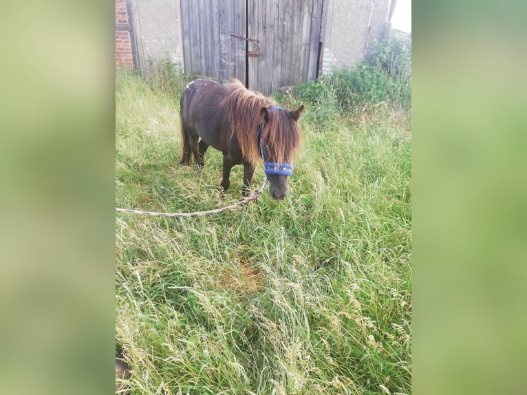 Shetland Ponys Hengst 2 Jahre 100 cm Brauner in Arendsee