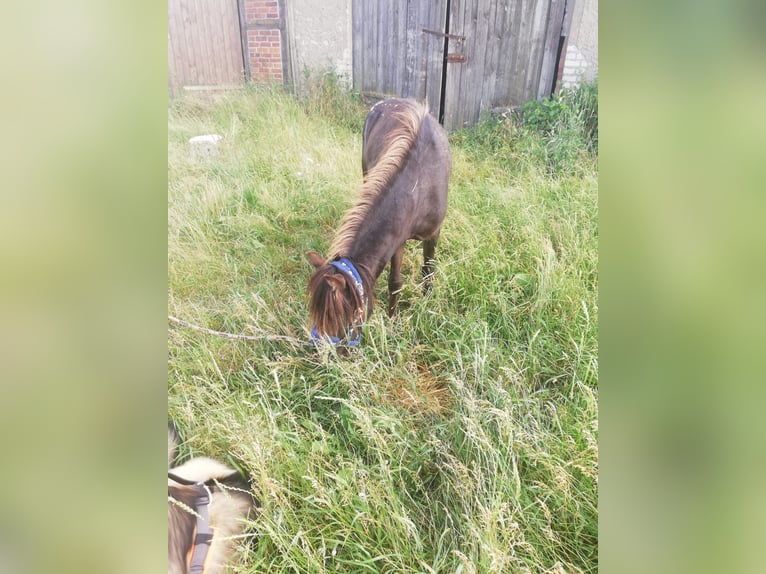 Shetland Ponys Hengst 2 Jahre 100 cm Brauner in Arendsee