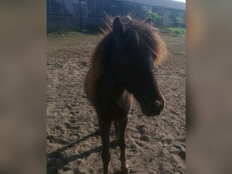 Shetland Ponys Hengst 2 Jahre 100 cm Brauner in Arendsee