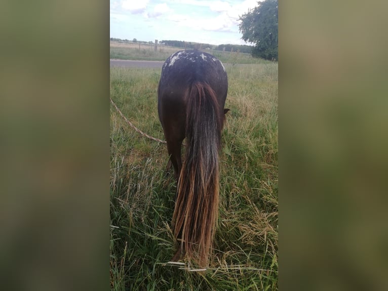 Shetland Ponys Hengst 2 Jahre 100 cm Brauner in Arendsee