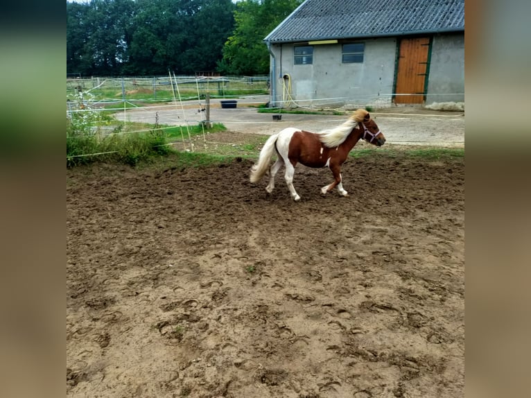 Shetland Ponys Hengst 2 Jahre 100 cm Tobiano-alle-Farben in Hörstel