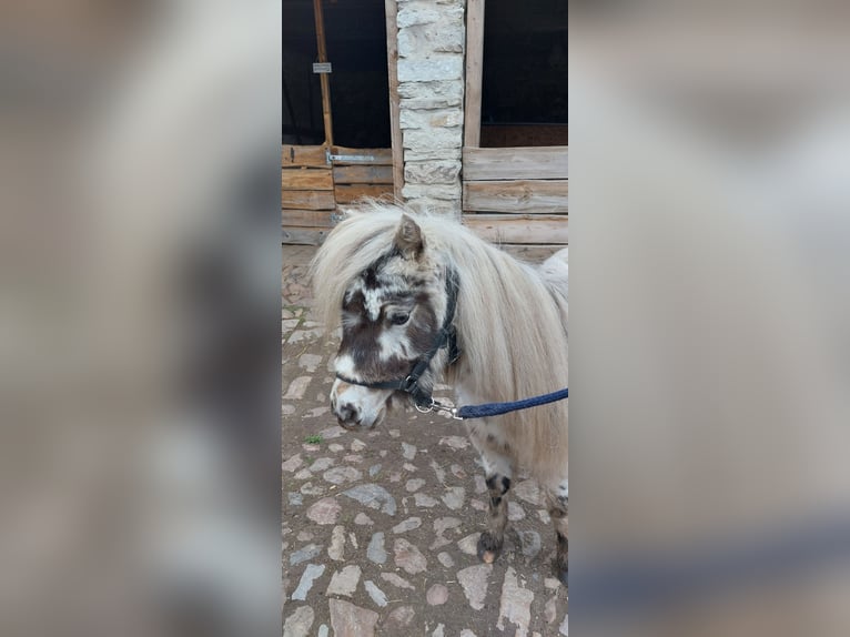 Shetland Ponys Hengst 2 Jahre 100 cm  in Hörsingen