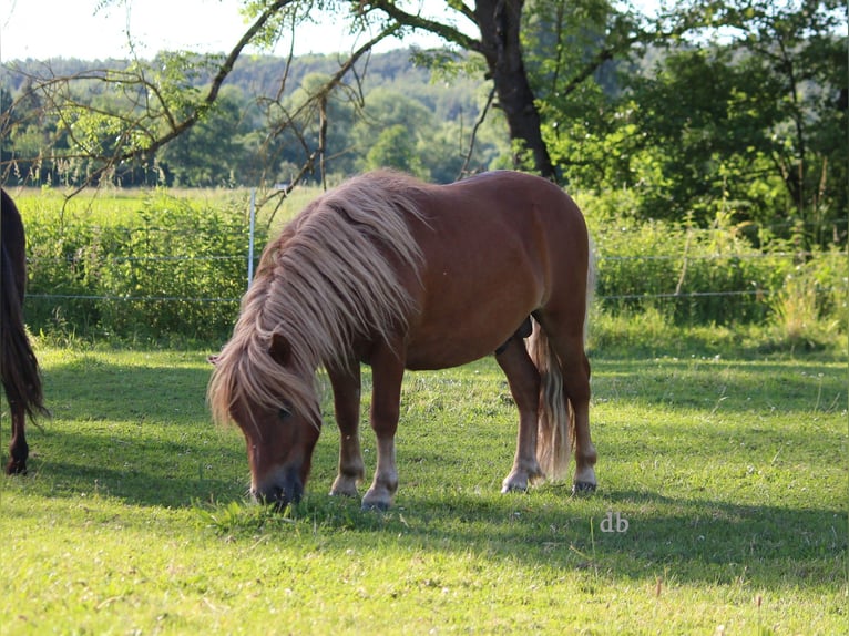 Shetland Ponys Hengst 2 Jahre 105 cm Dunkelfuchs in Borken