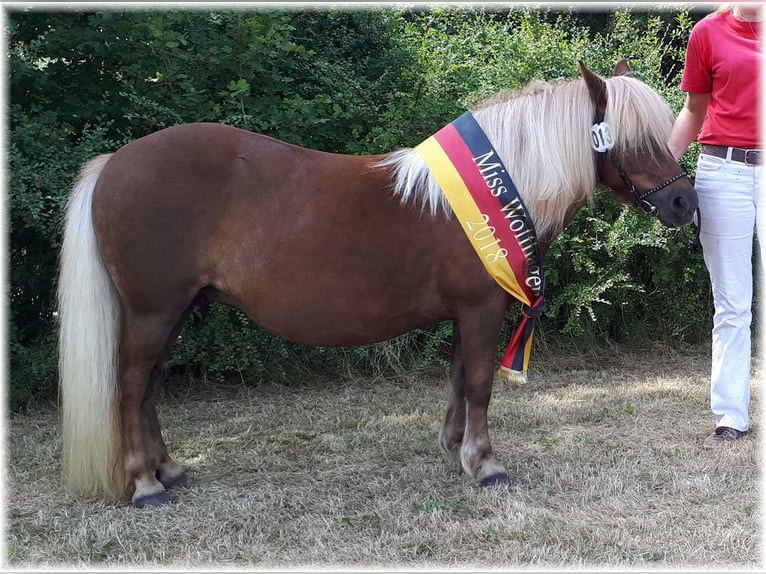 Shetland Ponys Hengst 2 Jahre 105 cm Dunkelfuchs in Borken