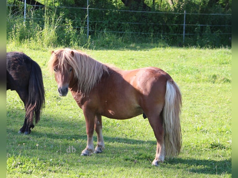 Shetland Ponys Hengst 2 Jahre 105 cm Dunkelfuchs in Borken