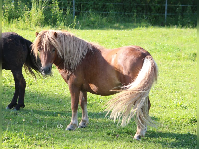 Shetland Ponys Hengst 2 Jahre 105 cm Dunkelfuchs in Borken