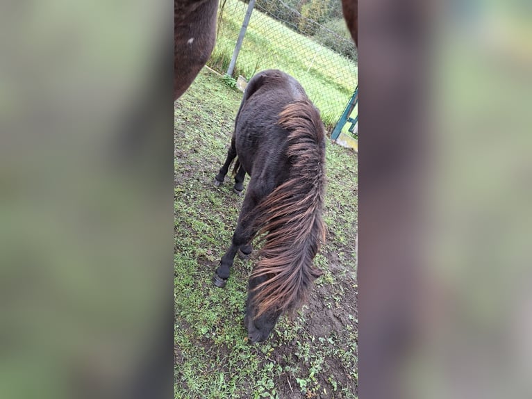 Shetland Ponys Hengst 2 Jahre 105 cm in Elsterwerda