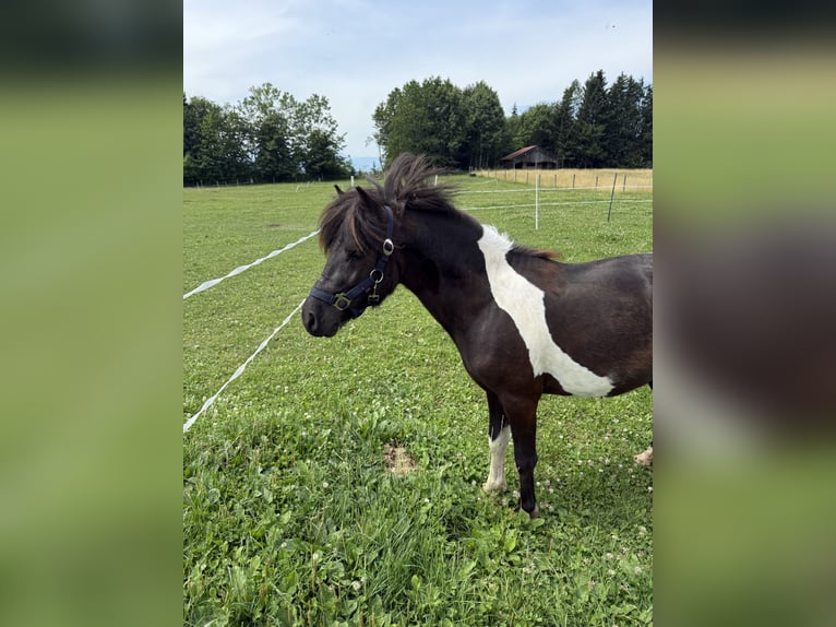 Shetland Ponys Hengst 2 Jahre 105 cm Schecke in AmerangAmerang