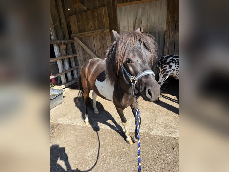 Shetland Ponys Hengst 2 Jahre 105 cm Schecke in AmerangAmerang