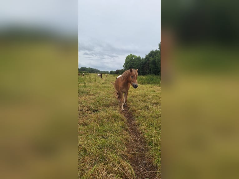 Shetland Ponys Hengst 2 Jahre 105 cm Tigerschecke in Misselwarden