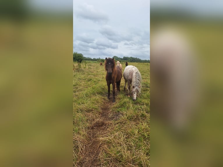 Shetland Ponys Hengst 2 Jahre 105 cm Tigerschecke in Misselwarden