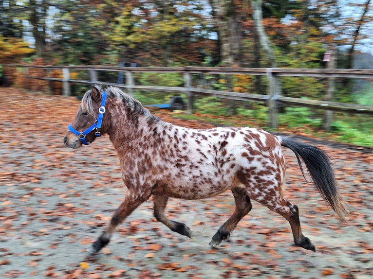 Shetland Ponys Hengst 2 Jahre 107 cm Tigerschecke in Argenbühl