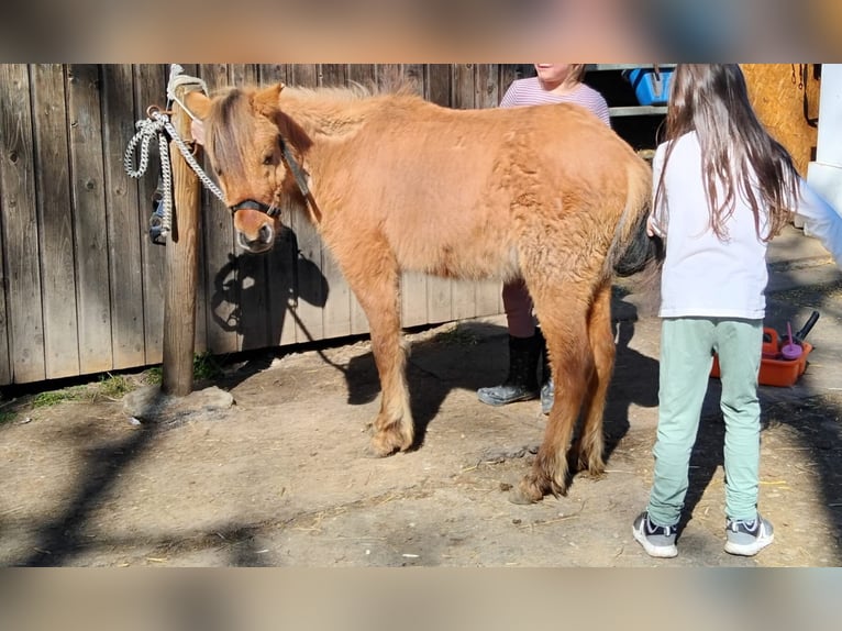 Shetland Ponys Hengst 2 Jahre 110 cm Buckskin in Obermeitingen