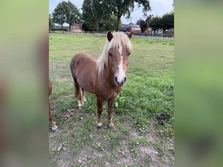 Shetland Ponys Mix Hengst 2 Jahre 110 cm Fuchs in Dunum