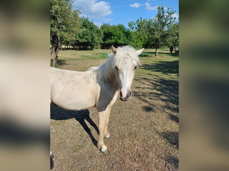 Shetland Ponys Hengst 2 Jahre 110 cm Palomino in Treuenbrietzen