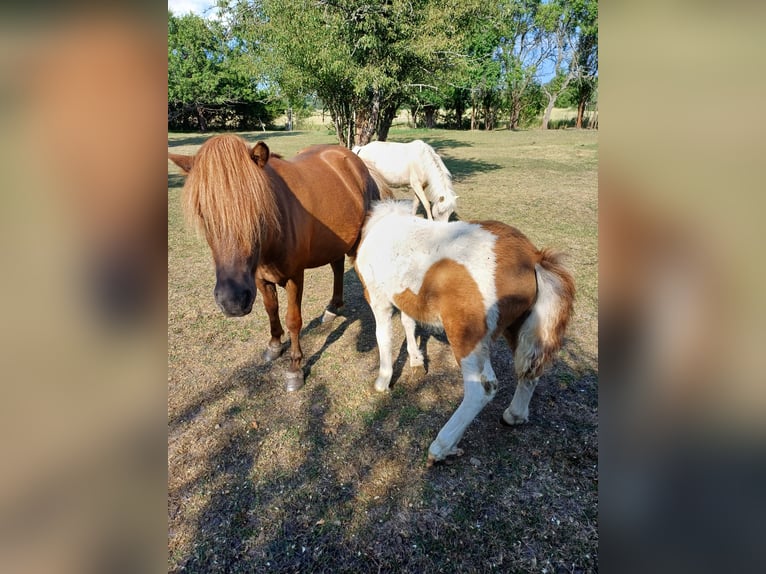 Shetland Ponys Hengst 2 Jahre 110 cm Palomino in Treuenbrietzen
