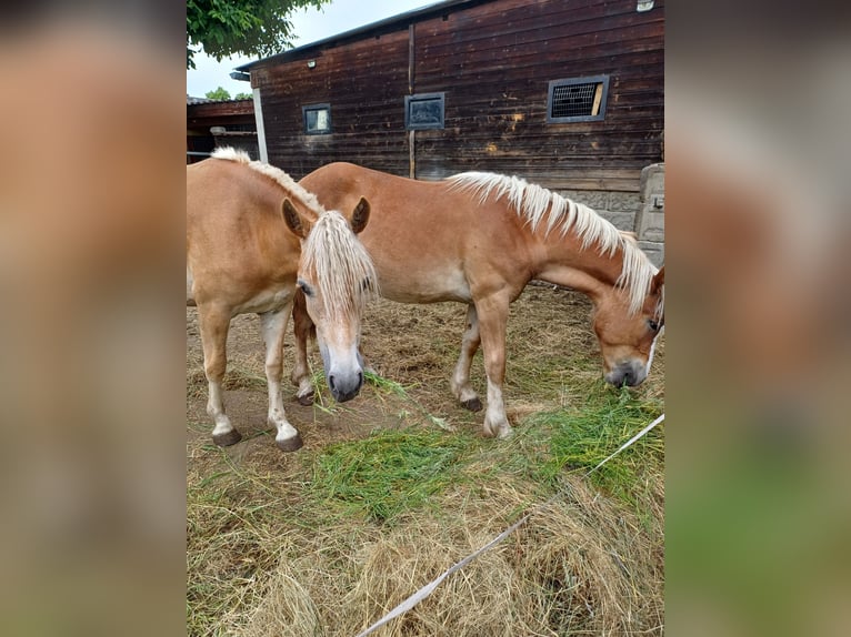Shetland Ponys Hengst 2 Jahre 110 cm Palomino in Treuenbrietzen