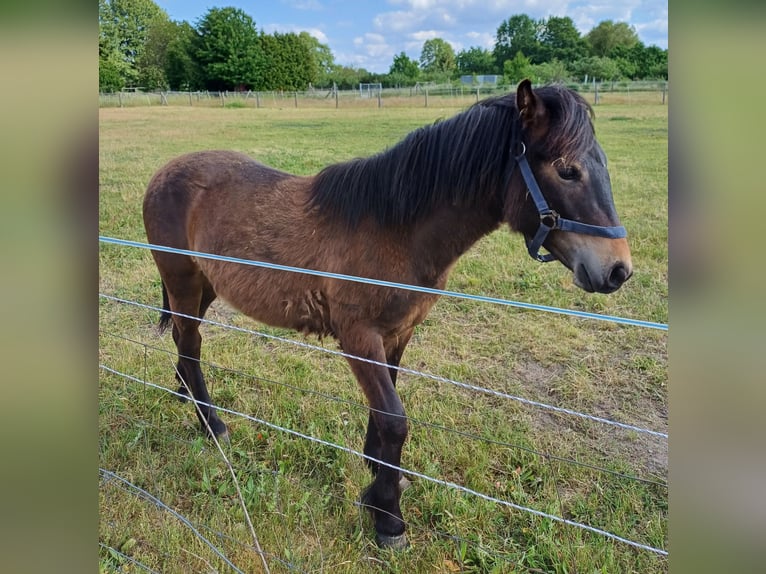 Shetland Ponys Hengst 2 Jahre 110 cm Palomino in Treuenbrietzen