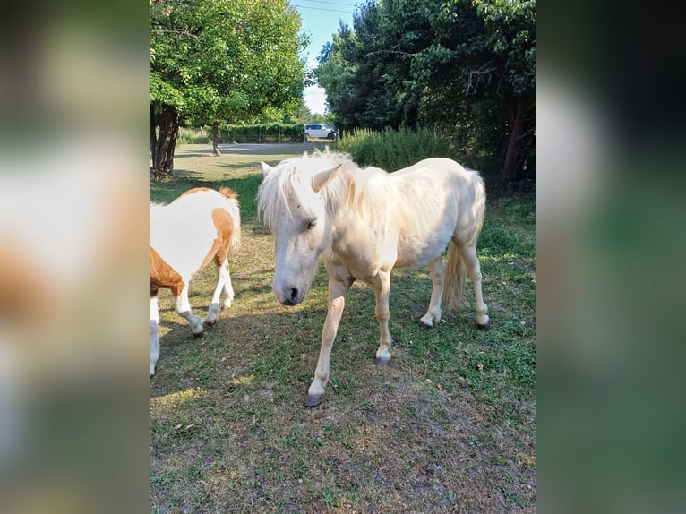 Shetland Ponys Hengst 2 Jahre 110 cm Palomino in Treuenbrietzen