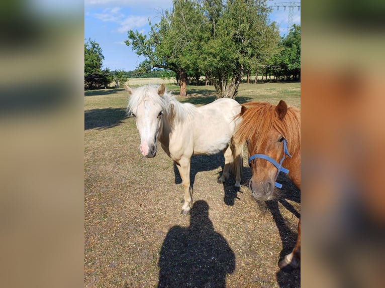 Shetland Ponys Hengst 2 Jahre 110 cm Palomino in Treuenbrietzen