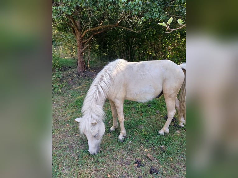 Shetland Ponys Hengst 2 Jahre 110 cm Palomino in Treuenbrietzen