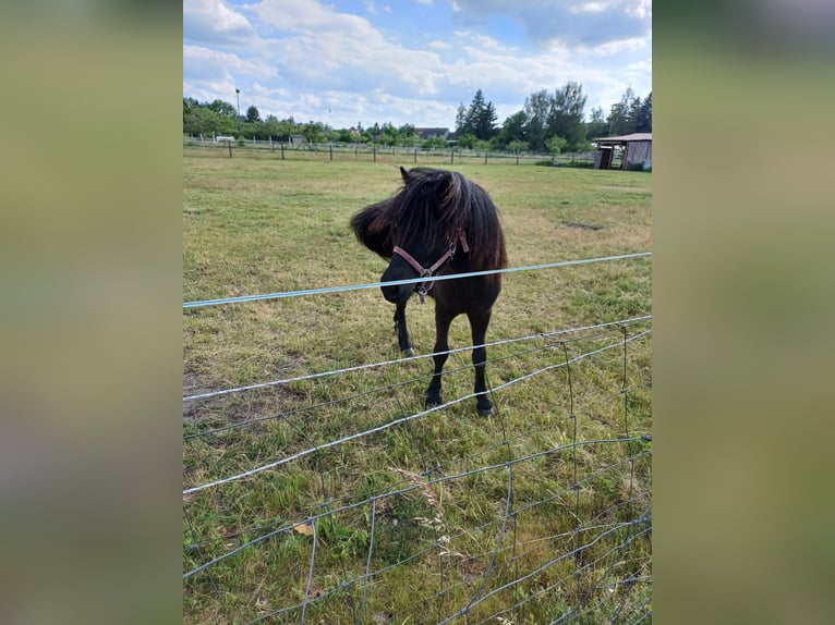 Shetland Ponys Hengst 2 Jahre 110 cm Palomino in Treuenbrietzen