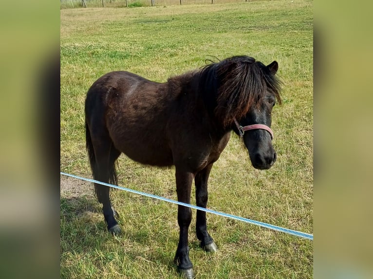 Shetland Ponys Hengst 2 Jahre 110 cm Palomino in Treuenbrietzen