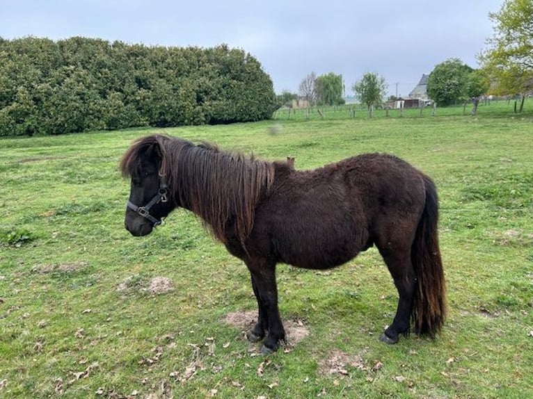 Shetland Ponys Mix Hengst 2 Jahre 110 cm Rappe in 23b