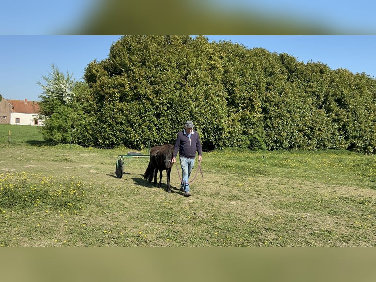 Shetland Ponys Mix Hengst 2 Jahre 110 cm Rappe in 23b