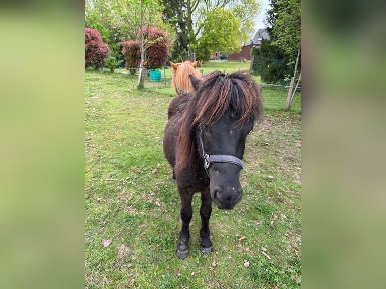 Shetland Ponys Mix Hengst 2 Jahre 110 cm Rappe in 23b