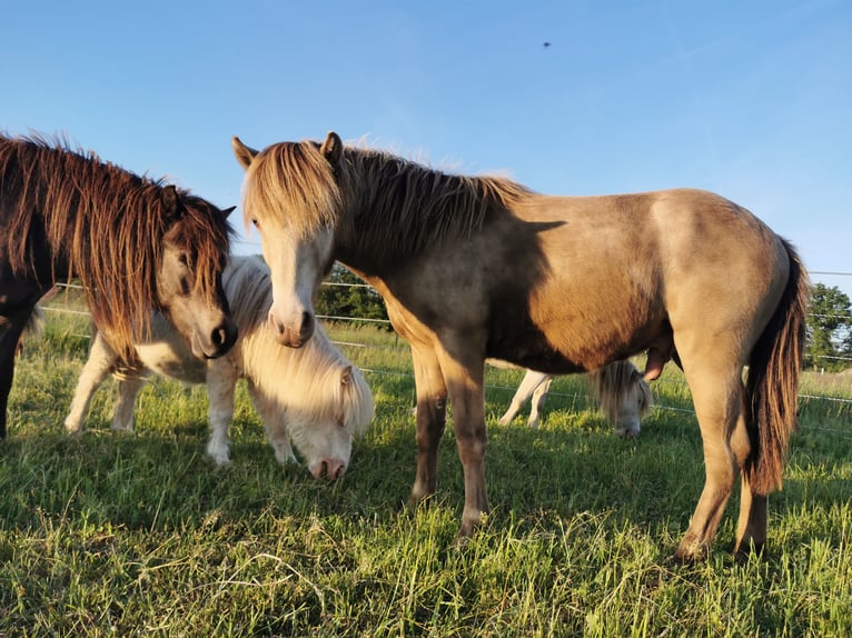 Shetland Ponys Hengst 2 Jahre 115 cm Champagne in Adelheidsdorf