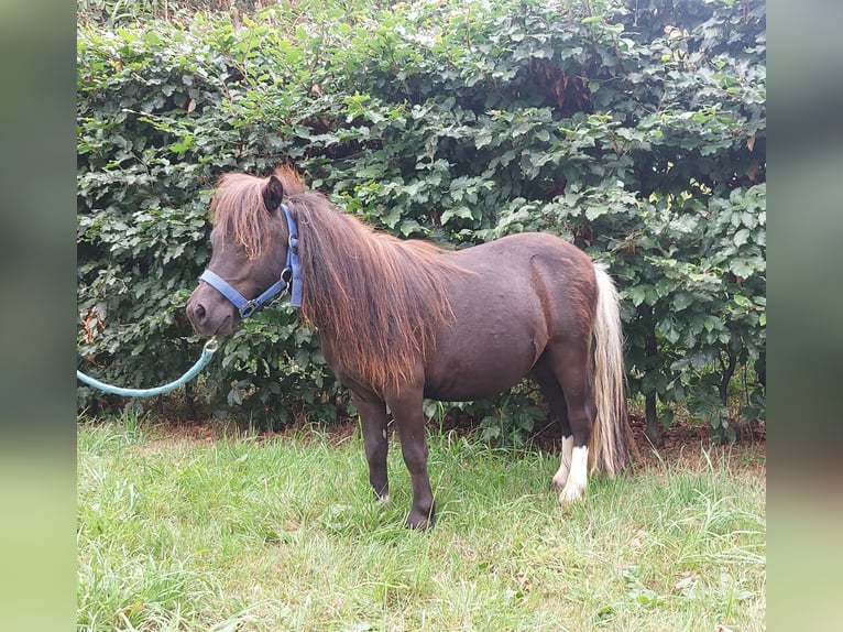 Shetland Ponys Hengst 2 Jahre 80 cm in Susteren