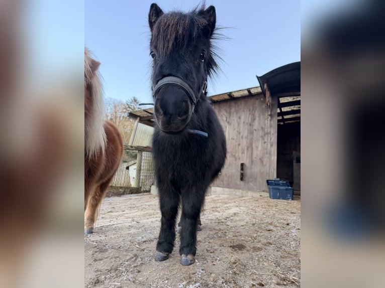 Shetland Ponys Hengst 2 Jahre 80 cm Rappe in Duderstadt