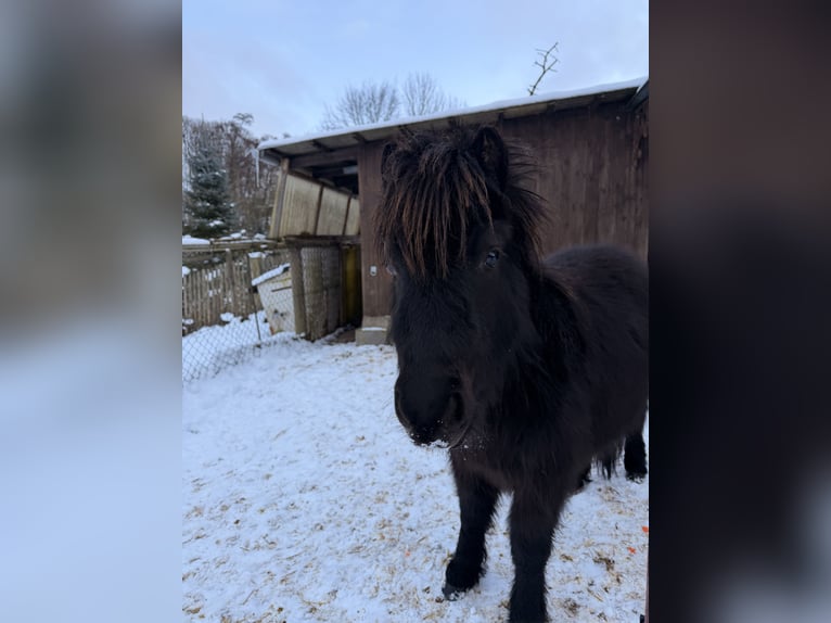 Shetland Ponys Hengst 2 Jahre 80 cm Rappe in Duderstadt