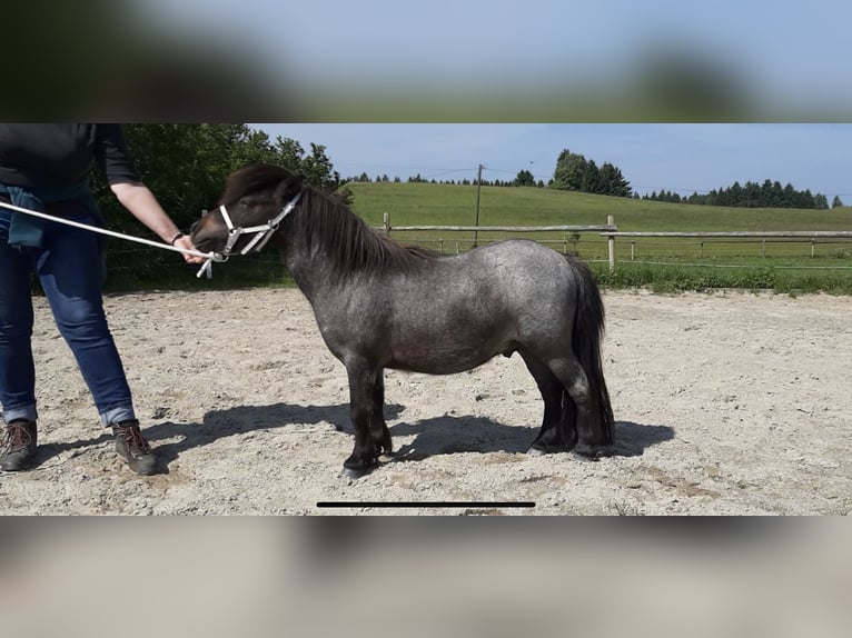 Shetland Ponys Hengst 2 Jahre 80 cm Roan-Bay in Peiting