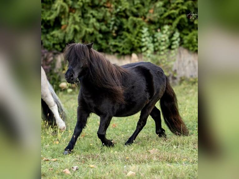 Shetland Ponys Hengst 2 Jahre 82 cm Schecke in Porządzie