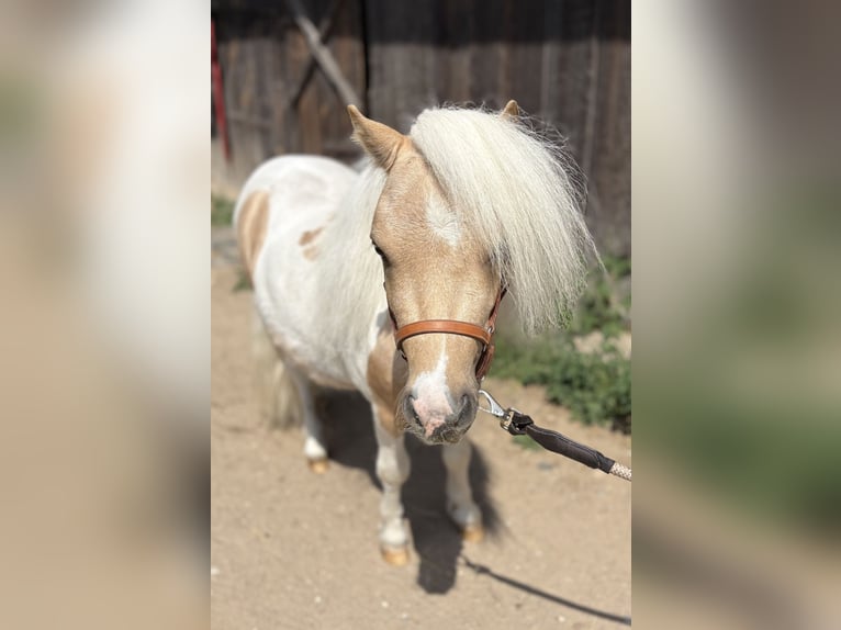 Shetland Ponys Hengst 2 Jahre 82 cm Schecke in Porządzie