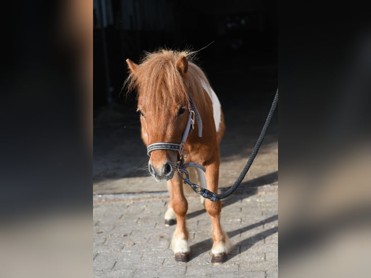 Shetland Ponys Hengst 2 Jahre 85 cm Schecke in Geilenkirchen