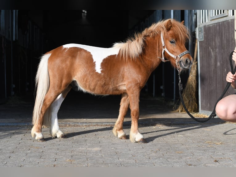 Shetland Ponys Hengst 2 Jahre 85 cm Schecke in Geilenkirchen