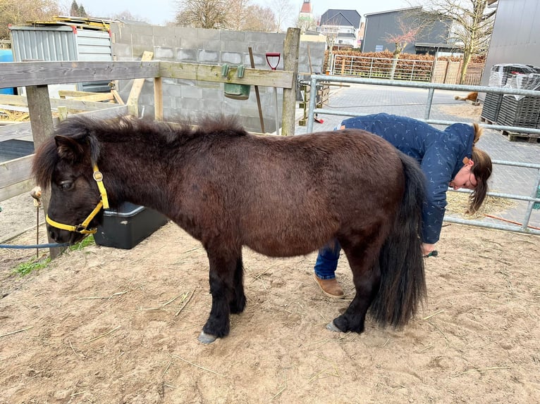 Shetland Ponys Hengst 2 Jahre 87 cm Fuchs in Hemmingstedt