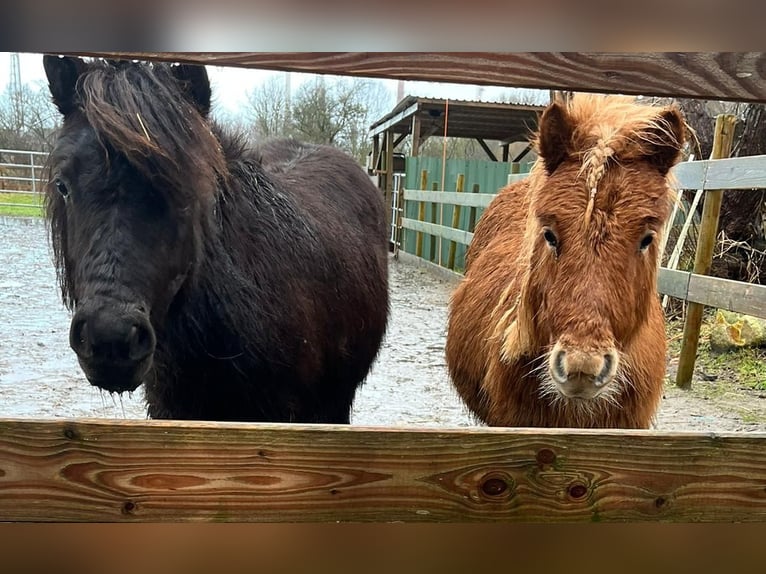 Shetland Ponys Hengst 2 Jahre 87 cm Fuchs in Hemmingstedt