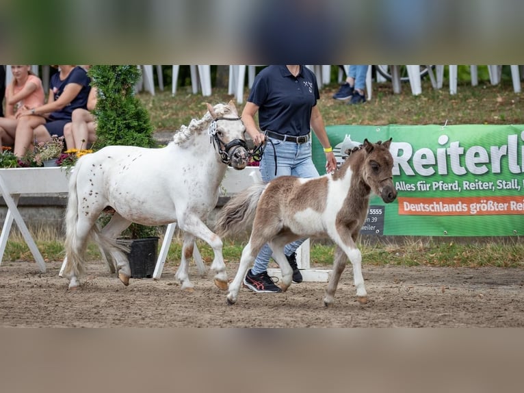 Shetland Ponys Hengst 2 Jahre 93 cm Schecke in Xanten