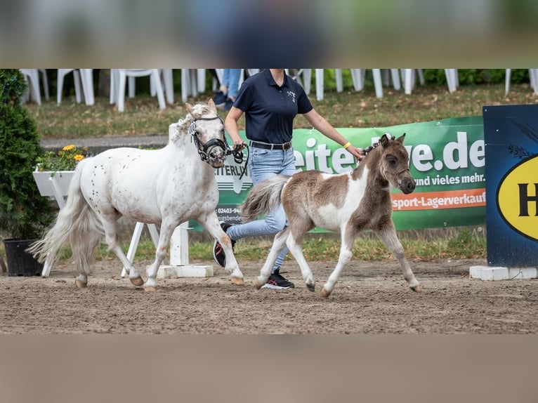 Shetland Ponys Hengst 2 Jahre 93 cm Schecke in Xanten