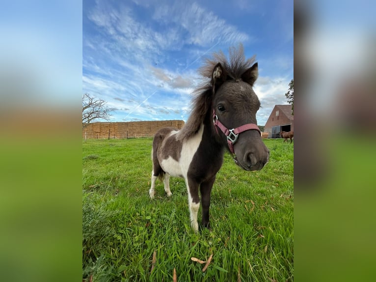 Shetland Ponys Hengst 2 Jahre 93 cm Schecke in Xanten