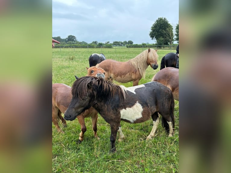 Shetland Ponys Hengst 2 Jahre 93 cm Schecke in Xanten