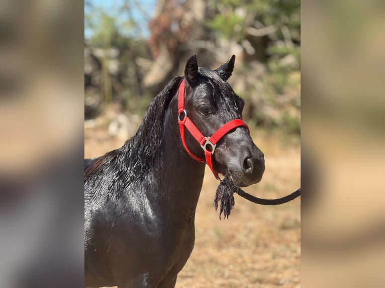 Shetland Ponys Hengst 2 Jahre 94 cm Rappe in Marigny