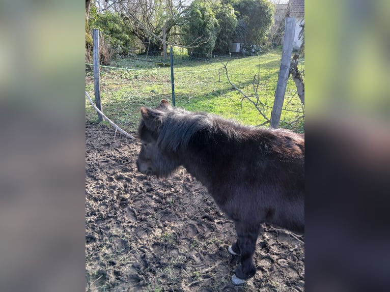 Shetland Ponys Hengst 2 Jahre 95 cm Rappe in Cabanac